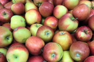 Foto von mehreren grün-roten Äpfeln