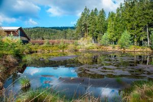 Bild vom Hochmoor in Schwanberg. Im Hintergrund Wald.