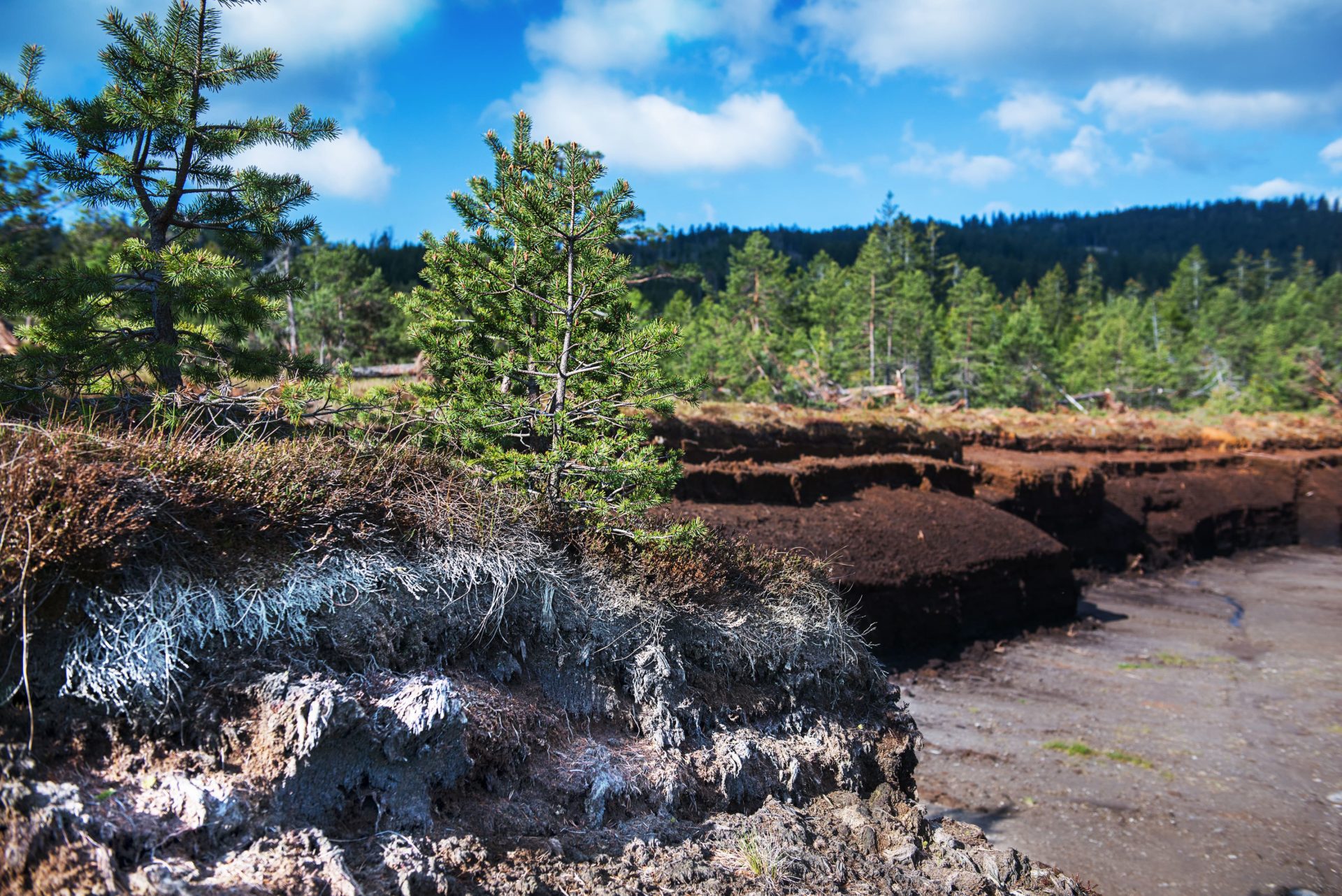 Peated Single Malt Whisky – Bild 2