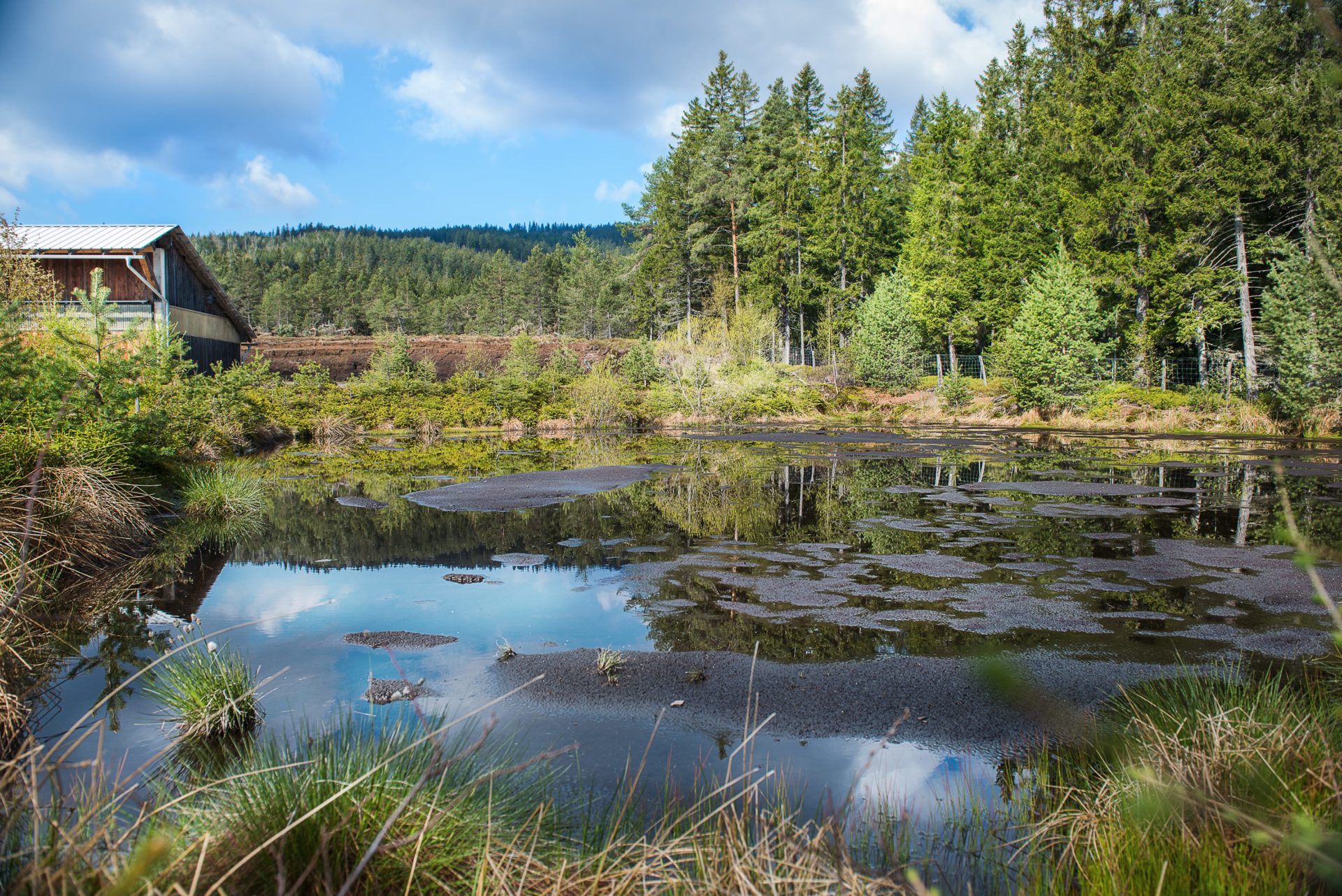 Peated Single Malt Whisky – Bild 3